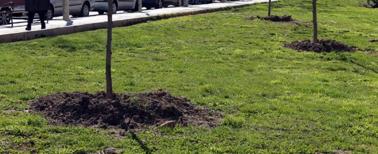 Día del Árbol