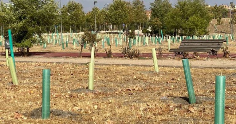 El PSOE denuncia que el 60% de los árboles plantados tras Filomena ya se han secado 
