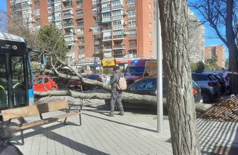«No solo se cayó un árbol, hubo dos mujeres heridas, yo entre ellas»